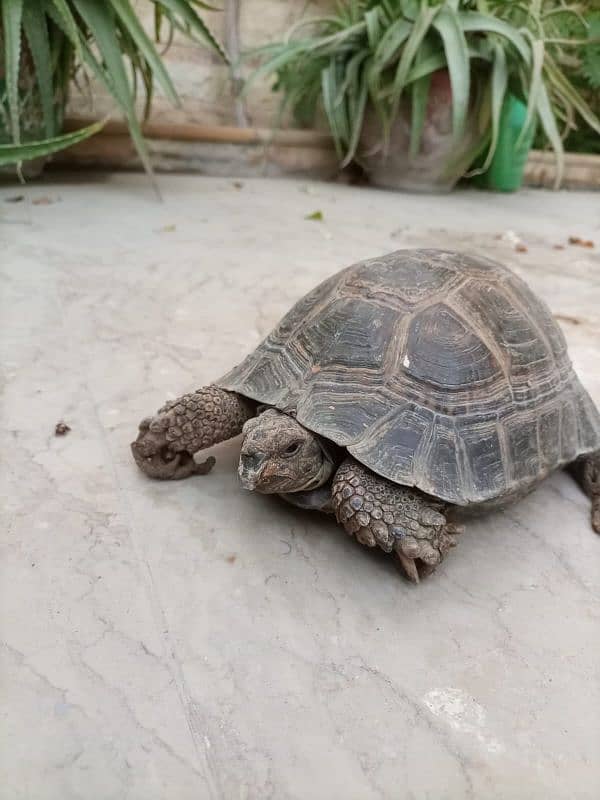 Russian tortoise 8500 0