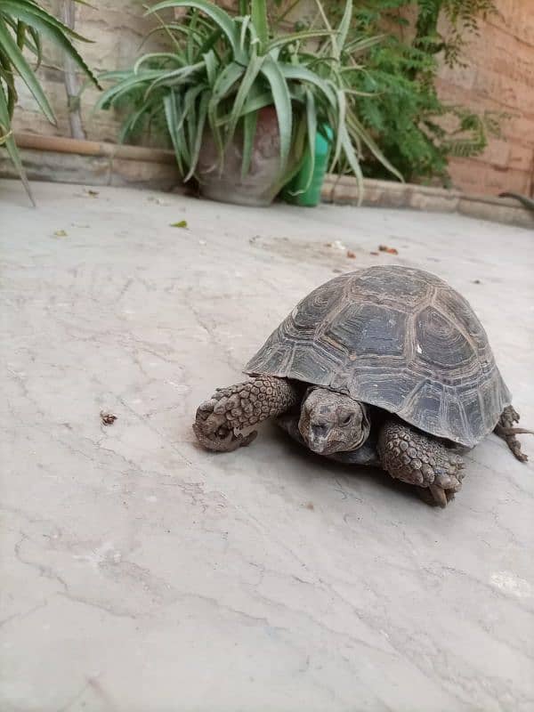 Russian tortoise 8500 1