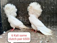 fancy pigeon | kabutar| Jacobin|  frillback saddle | amarican fantail|