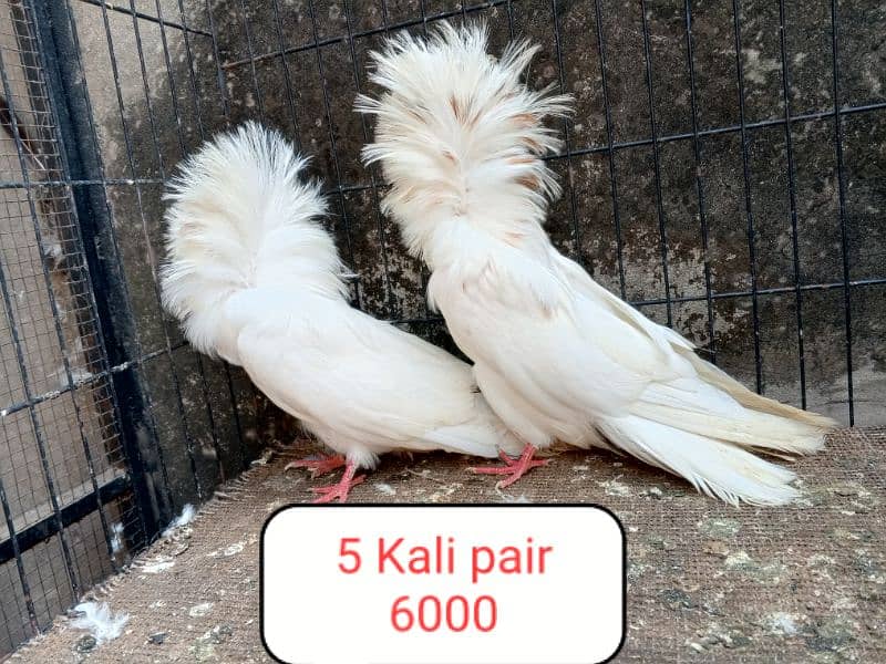 fancy pigeon | kabutar| Jacobin|  frillback saddle | amarican fantail| 10