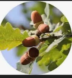 Oak fruit