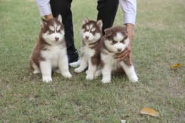 Pedigreed / Microchipped Siberian husky puppies