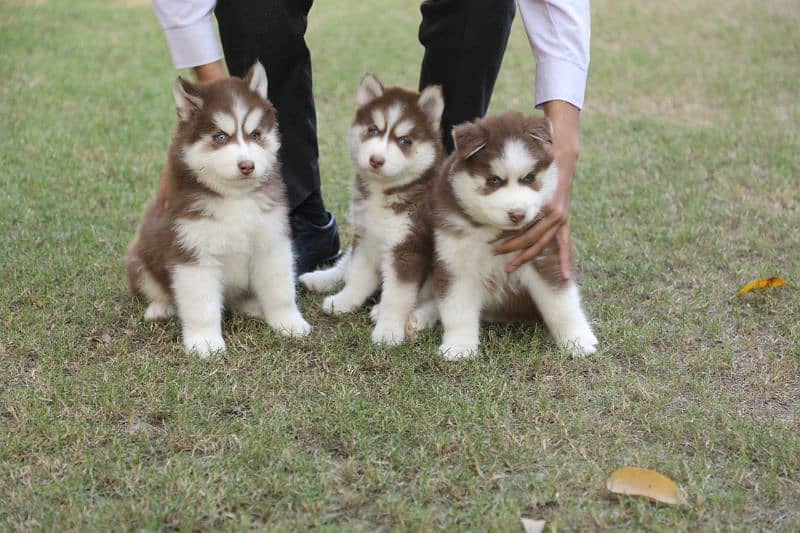 Pedigreed / Microchipped Siberian husky puppies 0