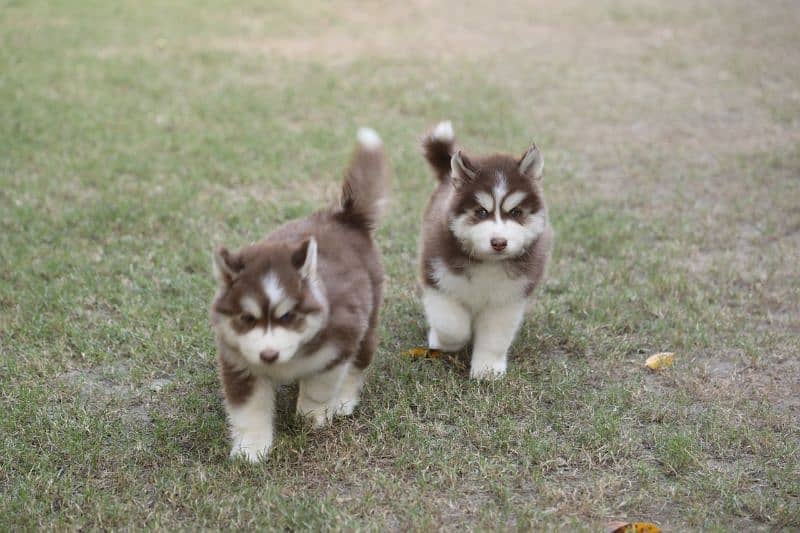 Pedigreed / Microchipped Siberian husky puppies 2