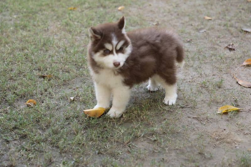 Pedigreed / Microchipped Siberian husky puppies 12