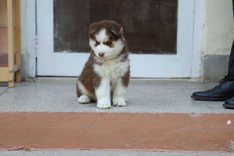 Pedigreed / Microchipped Siberian husky puppies 13