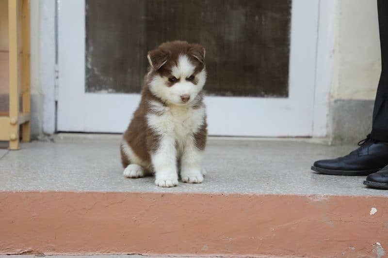 Pedigreed / Microchipped Siberian husky puppies 14