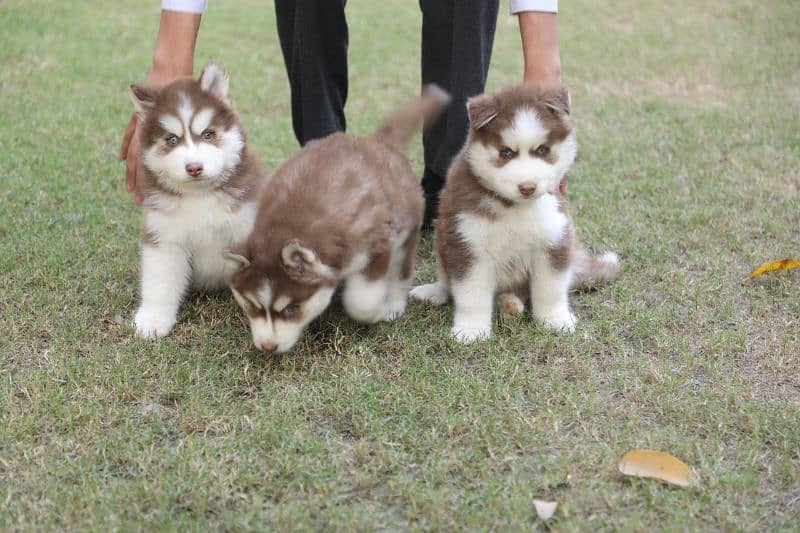 Pedigreed / Microchipped Siberian husky puppies 15