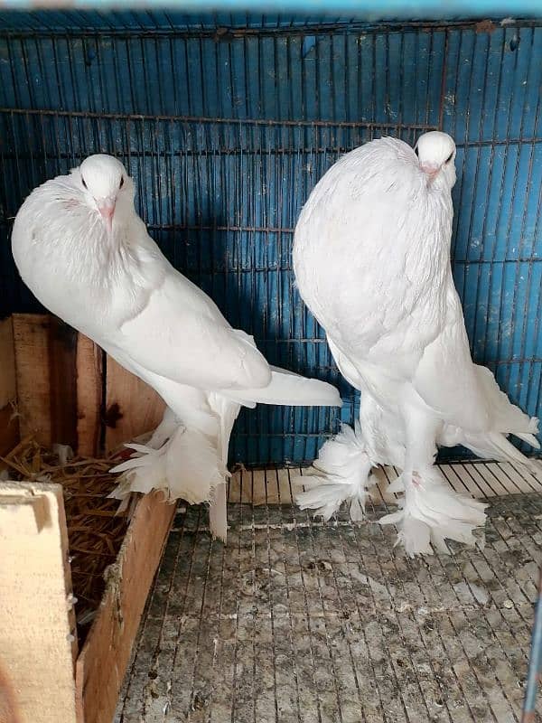 white pemorian pair available in high quality 1