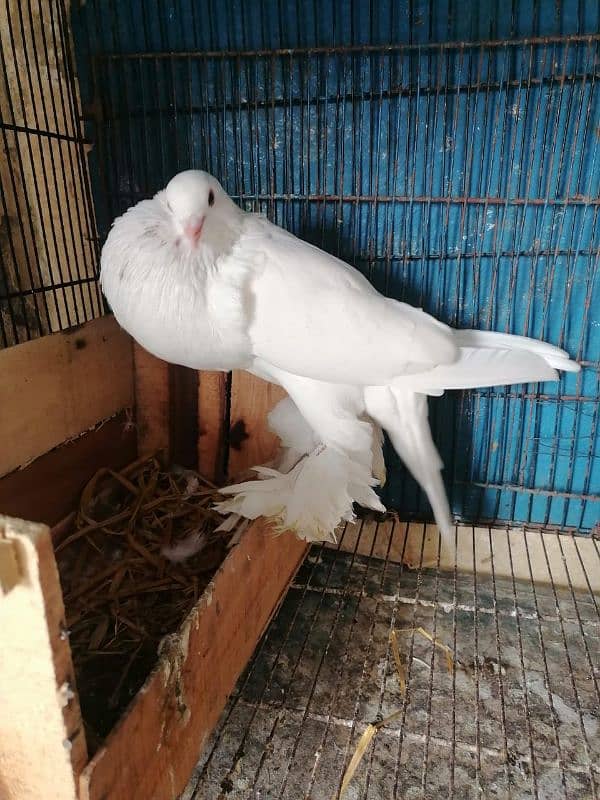 white pemorian pair available in high quality 3