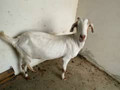 teddi bakri for sell