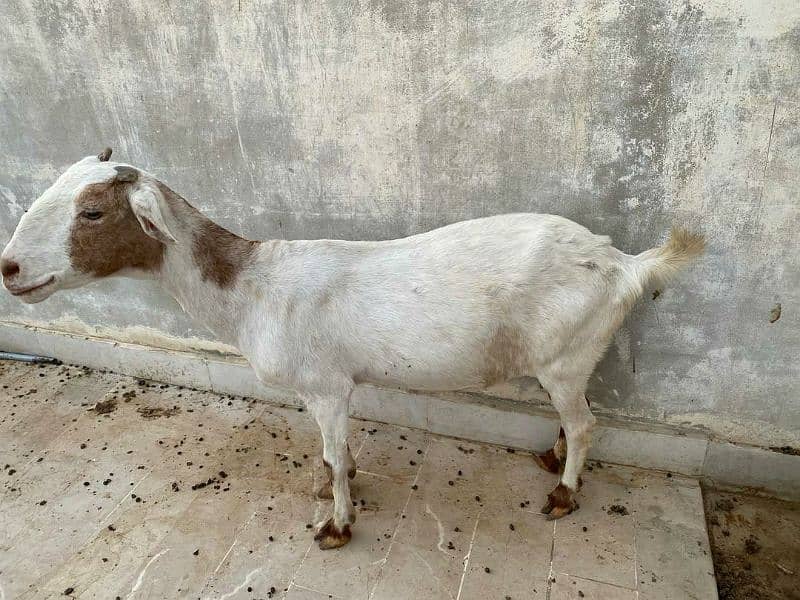 teddi bakri for sell 1