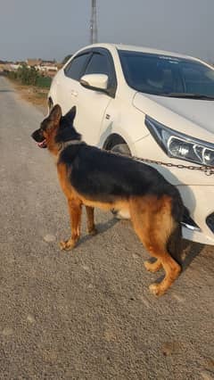 German shepherd Double coated black mask