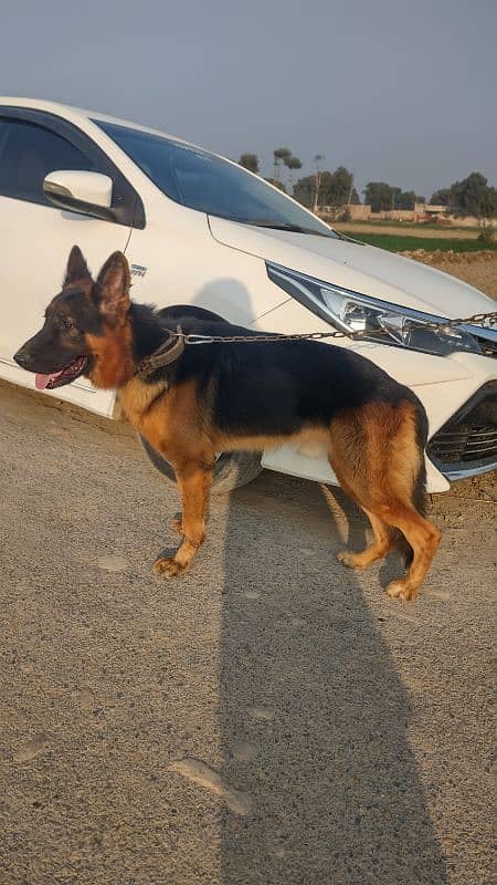 German shepherd Double coated black mask 1