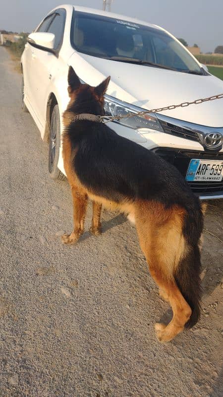 German shepherd Double coated black mask 2