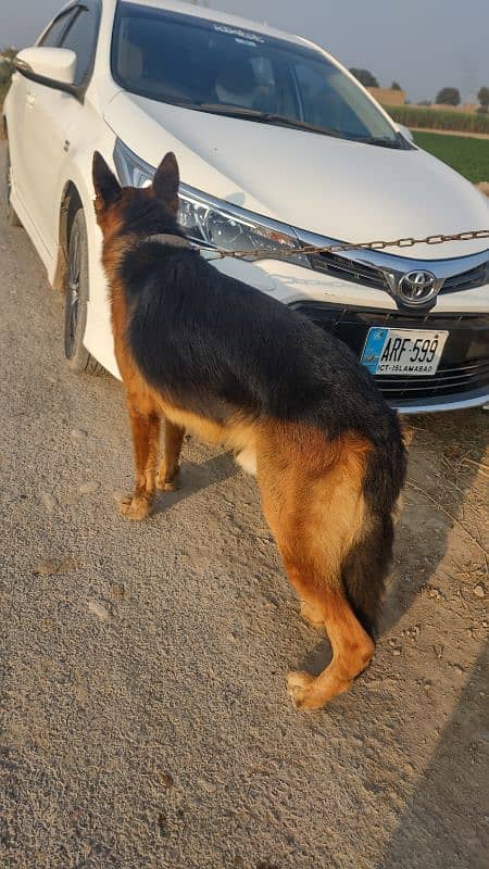 German shepherd Double coated black mask 3