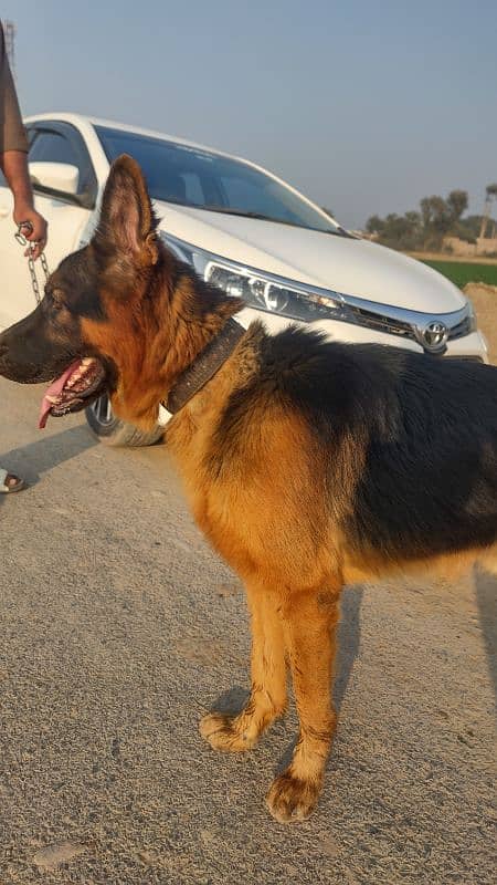 German shepherd Double coated black mask 4