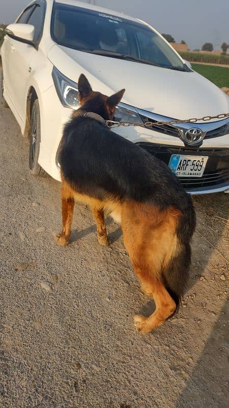 German shepherd Double coated black mask 8