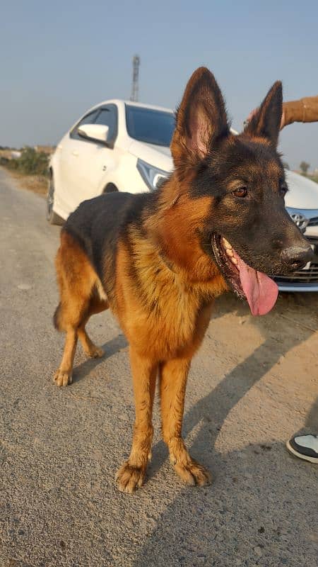 German shepherd Double coated black mask 9