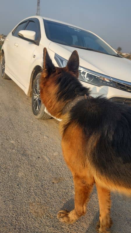 German shepherd Double coated black mask 10