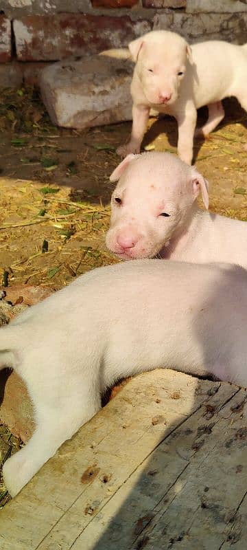 gultar dogs puppies available for sale 0