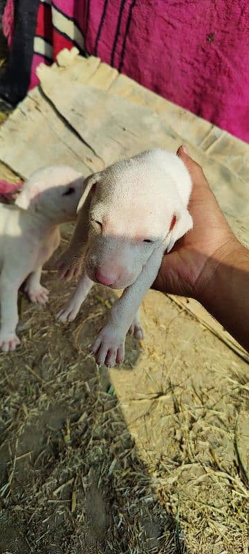 gultar dogs puppies available for sale 2