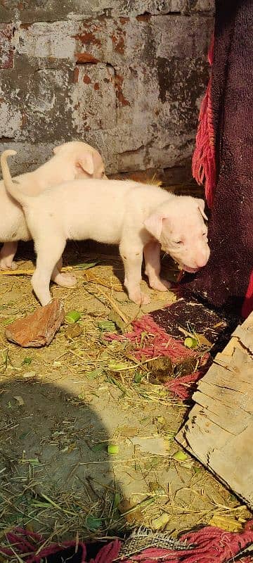 gultar dogs puppies available for sale 4