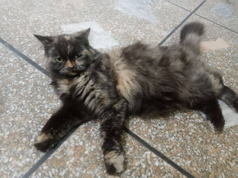 Persian cats free for caring girls and good family 1