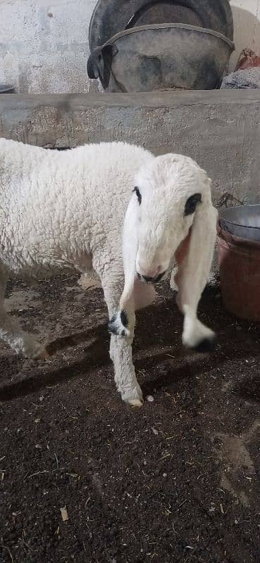 Khajla Chatra/Dumba/Sheep Male 2