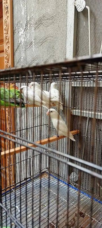 Albino Breeder Pair Eggs & Box with DNA birds 0