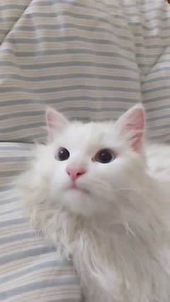 blue eyes Persia cat available