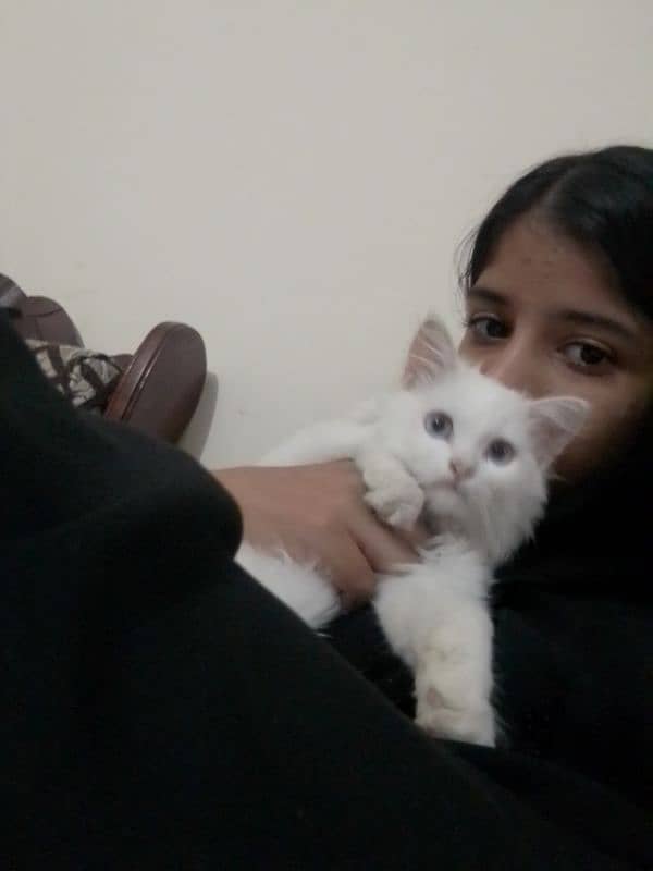 blue eyes Persia cat available 2