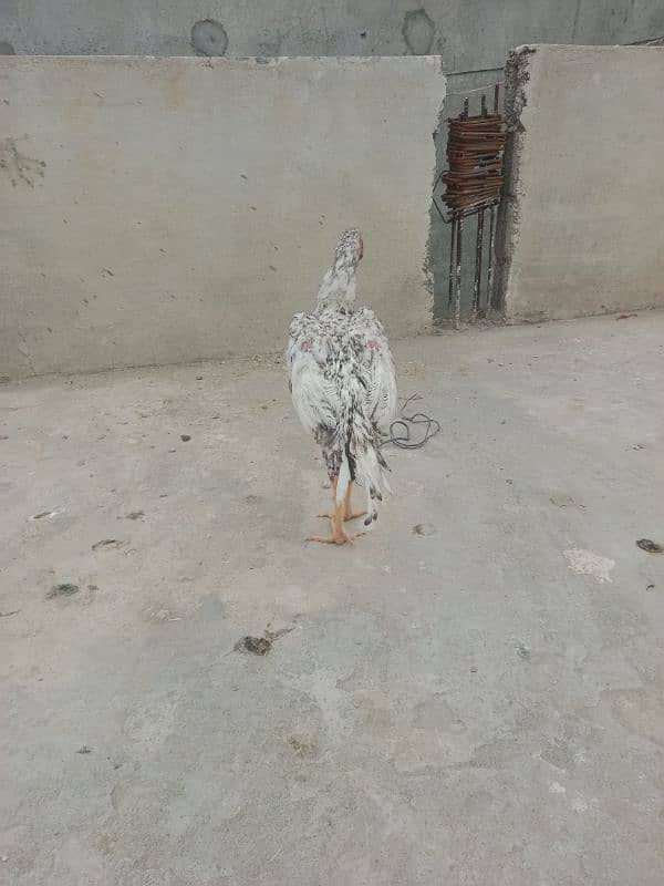 shamo phatya for sell 4