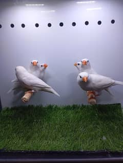 snow white zebra finch pair