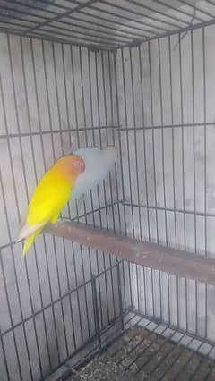 love bird pair male Latino spilt red eye female albino red eye