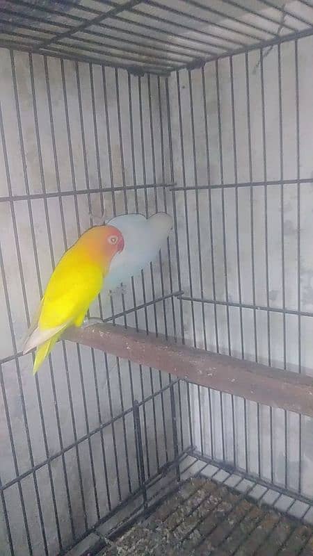 love bird pair male Latino spilt red eye female albino red eye 0