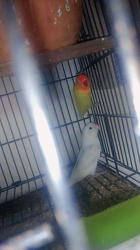 love bird pair male Latino spilt red eye female albino red eye 1