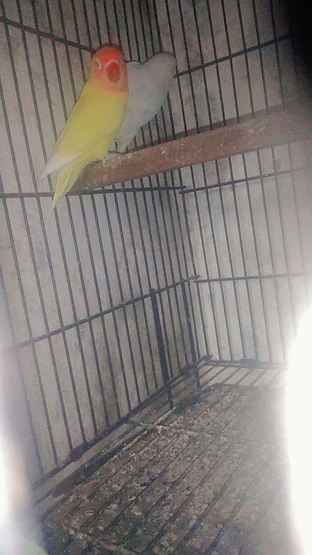 love bird pair male Latino spilt red eye female albino red eye 3