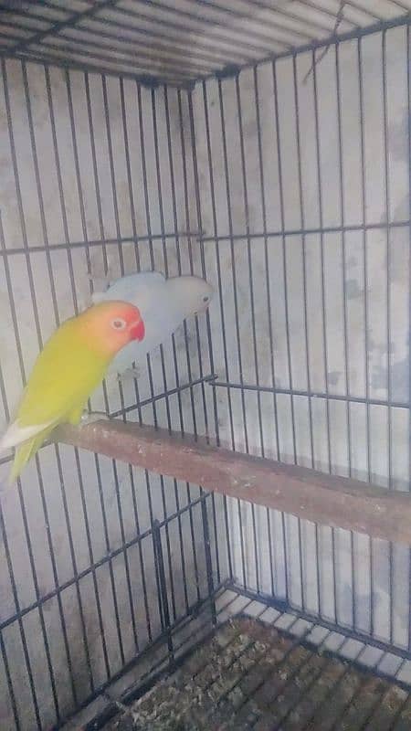 love bird pair male Latino spilt red eye female albino red eye 4