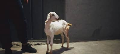 bakri