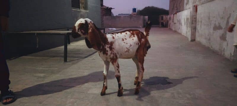 bakri 1