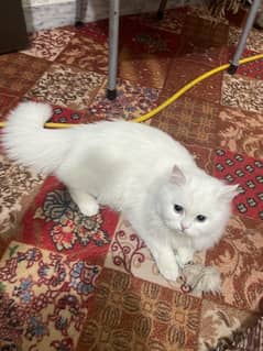 Persian tripple coat male