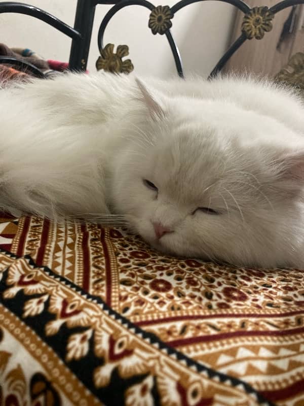 Persian tripple coat male 1