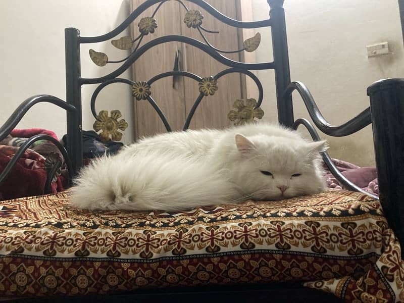 Persian tripple coat male 2