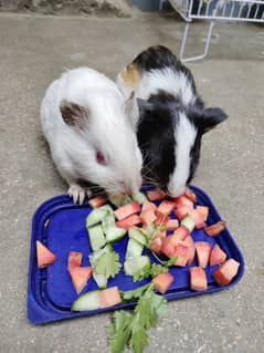 Guniea Pig (American Cavies) Adult Pair