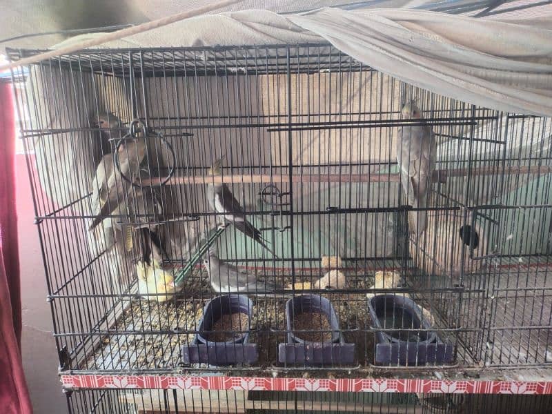 cockatiel selling with cage 2