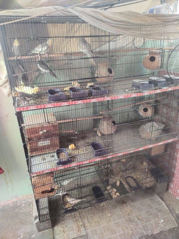 cockatiel selling with cage 3