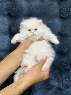 white male persian punch face kittens for sale