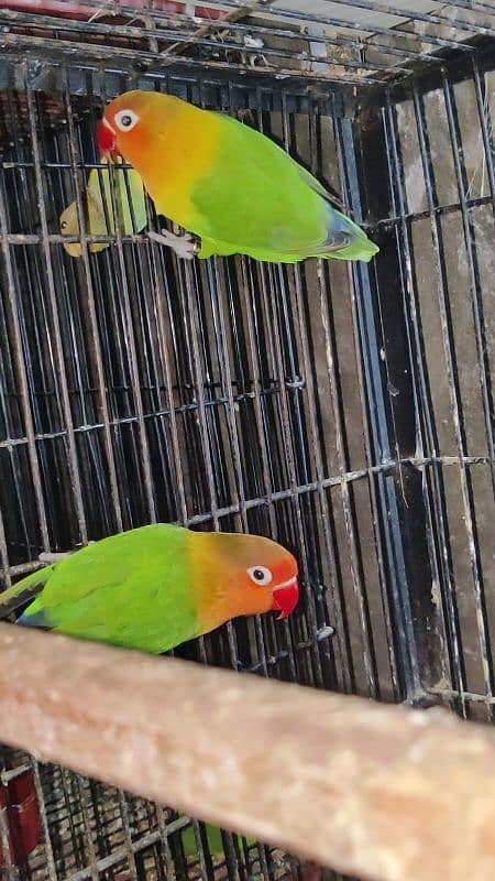 Love Bird Breeder Pair Black Mauve Blue Blue Parsonata Green Fishir 7