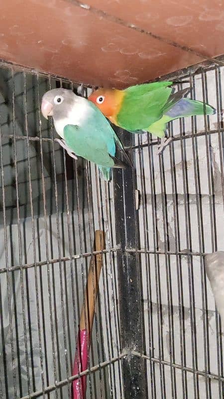 Love Bird Breeder Pair Black Mauve Blue Blue Parsonata Green Fishir 9